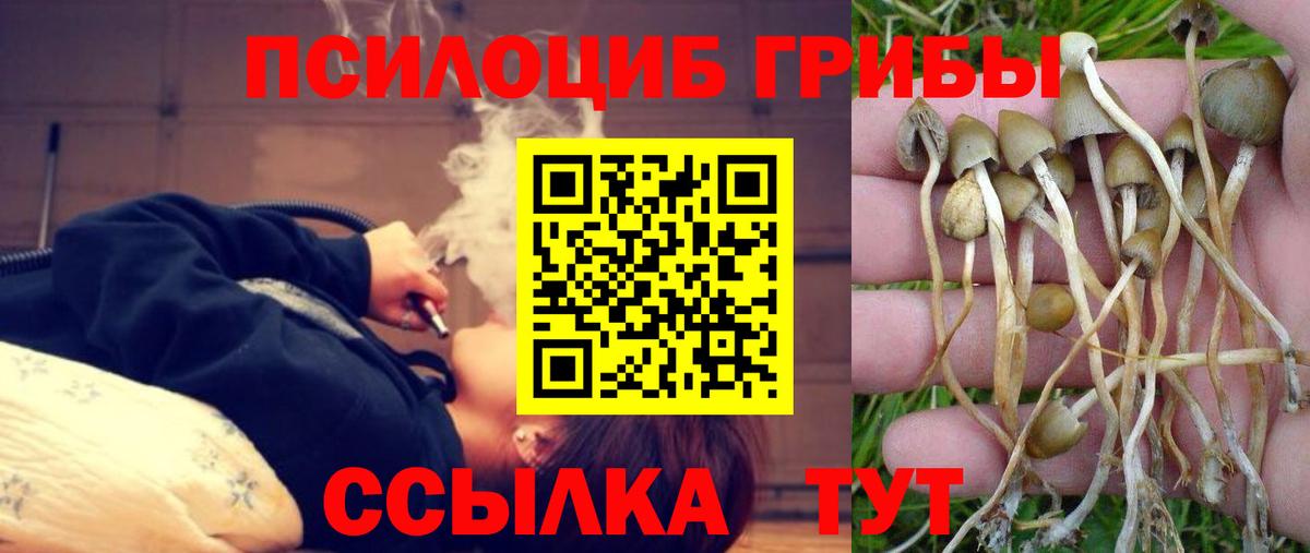 наркотики  Псилоцибиновые грибы Psilocybine cubensis  Вход с VPN  Гусь-Хрустальный 